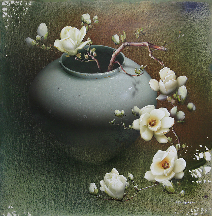 목련 . Magnolia