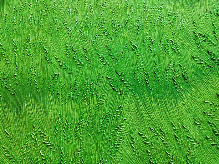 청맥 (청보리밭)